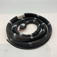 Black Snake